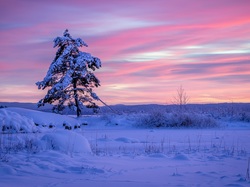 Drzewo, Region Värmland, Ośnieżone, Zima, Gmina Arvika, Szwecja, Wschód słońca